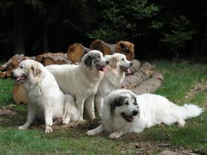 Pyrenejský horský pes Marie Zrebená Pyrenejský horský pes Marie Zrebená