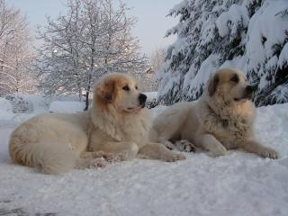 Pyrenejský horský pes Marie Zrebená Pyrenejský horský pes Marie Zrebená