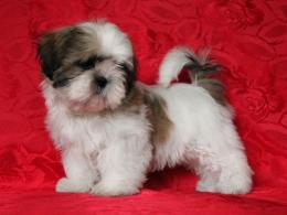 shih-tzu štěně Michaela Sittová