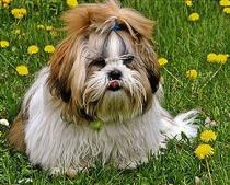 Nathalio z Targetu chovatelská stanice Shi-tzu