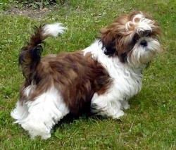 Yucca z Targetu chovatelská stanice Shi-tzu