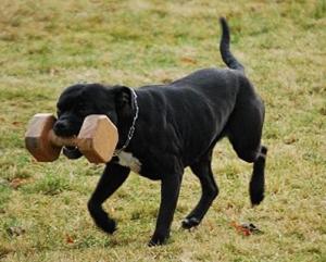 Andrea Urdabaevová STAFORDŠÍRSKÝ BULTERIÉR Andrea Urdabaevová STAFORDŠÍRSKÝ BULTERIÉR