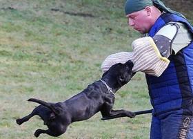 Andrea Urdabaevová STAFORDŠÍRSKÝ BULTERIÉR Andrea Urdabaevová STAFORDŠÍRSKÝ BULTERIÉR