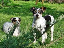 turský harlekýn - foto: Vlastislav Martínek turský harlekýn - foto: Vlastislav Martínek