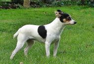 turský harlekýn - foto: Vlastislav Martínek turský harlekýn - foto: Vlastislav Martínek