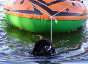 novofundlandský pes - foto: Radek Fiala novofundlandský pes - foto: Radek Fiala