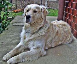 zlatý retriever - foto: Veronika Čaklošová