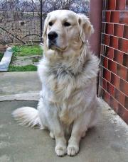 zlatý retriever - foto: Veronika Čaklošová