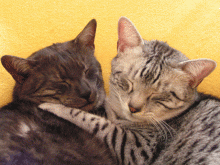 Egyptská Mau - foto - Lenka Kolbabová Egyptská Mau - foto - Lenka Kolbabová