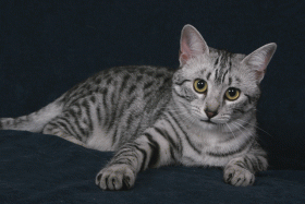 Egyptská Mau - foto - Lenka Kolbabová