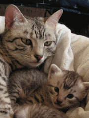 Egyptská Mau - foto - Lenka Kolbabová