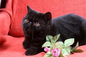 exotická kočka - Míla Zachrdlová