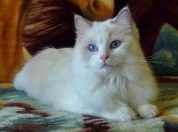 ragdoll - kočka Kami - foto: Petra Dušková, ragdoll - ragbur ragdoll - kočka Kami - foto: Petra Dušková, ragdoll - ragbur