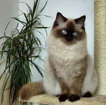 ragdoll - kočka Wiwinka - foto:Petra Dušková, ragdoll - ragbur ragdoll - kočka Wiwinka - foto:Petra Dušková, ragdoll - ragbur