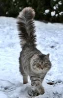 sibiřská kočka - 5tiletý kastrovaný kocour Earl