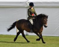 Exmoor Pony