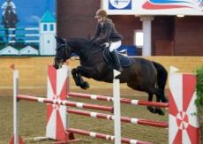 irský jezdecký kůň