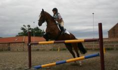 Welsh X Thoroughbred