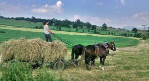 slezský norik - foto: Aneta Řeháková