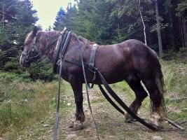 slezský norik - foto: Aneta Řeháková