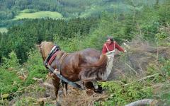 slezský norik - foto: Aneta Řeháková slezský norik - foto: Aneta Řeháková