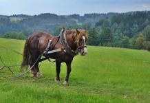 slezský norik - foto: Aneta Řeháková slezský norik - foto: Aneta Řeháková