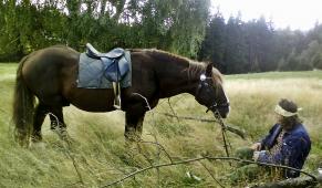 slezský norik - foto: Aneta Řeháková