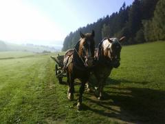 slezský norik - foto: Aneta Řeháková