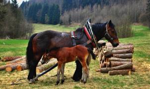 slezský norik - foto: Aneta Řeháková