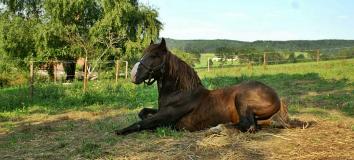 slezský norik - foto: Aneta Řeháková slezský norik - foto: Aneta Řeháková