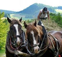 slezský norik - foto: Aneta Řeháková