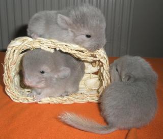 činčila Jana Peltrámová