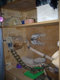 činčila - foto: Jana Peltrámová činčila Jana Peltrámová