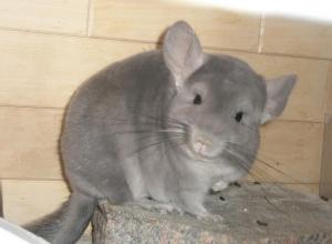 činčila - foto: Jana Peltrámová činčila Jana Peltrámová