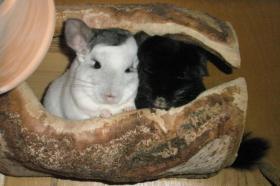 činčila foto: Jana Peltrámová činčila Jana Peltrámová