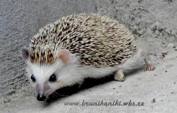ježek bělobřichy - foto: Iveta Valná