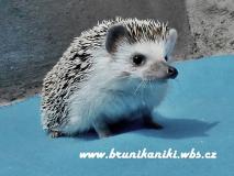 ježek bělobřichy - foto: Iveta Valná