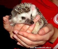 ježek bělobřichy - foto: Iveta Valná