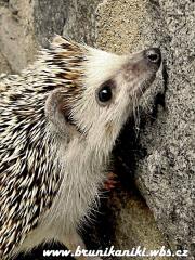 ježek bělobřichy - foto: Iveta Valná