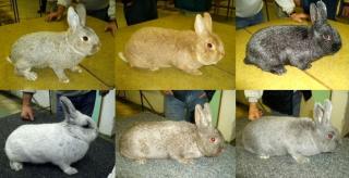 rázy - králík malý stříbřitý - KLUB CHOVATELŮ KRÁLÍKŮ STŘÍBŘITÝCH MALÝCH BRNO