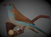 Motýlek rudouchý - Tomáš Prachař