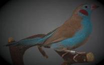 Motýlek rudouchý - Tomáš Prachař Motýlek rudouchý - Tomáš Prachař