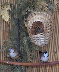 astrild bělolící - foto: Tomáš Prachař