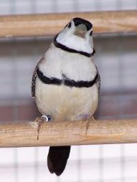 astrild bělolící - foto: Tomáš Prachař