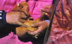 morče domácí -  guinea pig