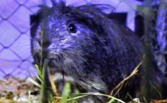 morče domácí -  Memphis