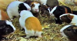 morče domácí - sociální pravidla