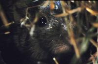 morče domácí -  jižní Amerika - Andy