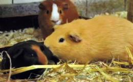 morče domácí -  Boris