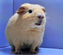 morče domácí -  Boris